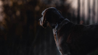 Dog standing dark blurry trees - a stipple free wallpaper