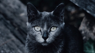 Black cat yellow eyes outdoors - evaline ness free wallpaper