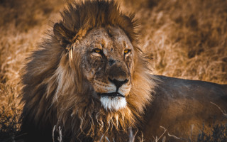 Lion mane field yellow eye - dry grass free wallpaper