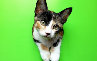 Surprised cat green background shiba - pop art free wallpaper