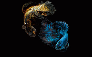 Two fish swimming blue gold - the other free wallpaper