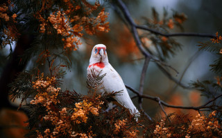 White bird red markings branch - a white bird free wallpaper