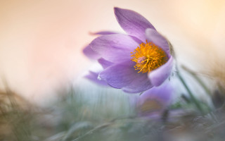 Purple flower yellow center grass - soft color free wallpaper