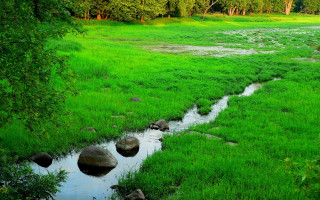 Lush green stream forest meadow - a stream free wallpaper