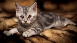 Curious kitten on fur blanket - curious free wallpaper