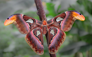 Large butterfly orange yellow branch - female free wallpaper