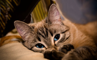Cat laying on couch blue - its eye wide open free wallpaper