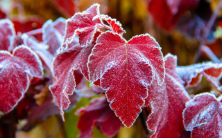 Red frosted leaf macro winter - frost free wallpaper
