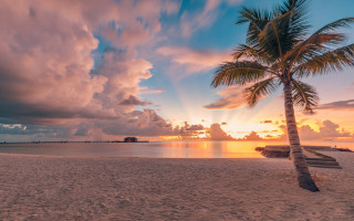 Palm tree beach sunset clouds 3 - david boyd free wallpaper