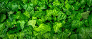 Green leaves water droplets nature 4 - david budd free wallpaper