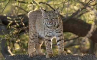 Lynx rock forest branch bokeh - a lynx free wallpaper