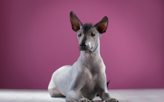 Hairless dog pink background black - on free wallpaper