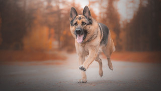 Dog running road trees person - a camera free wallpaper for desktop