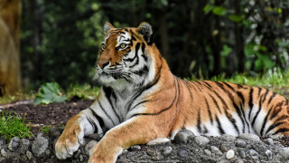 Tiger rock forest grass nature - the background and grass free wallpaper