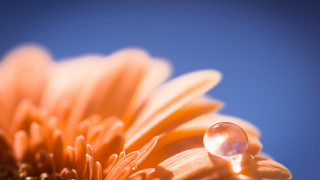 Flower waterdrop blue sky macro 3 - a water drop free wallpaper