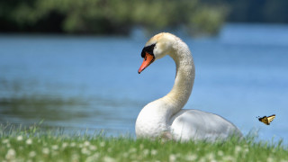 White swan lush green field - a white swan free wallpaper