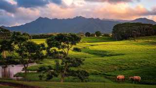 Horses grazing green field mountains 2 - two horse free wallpaper