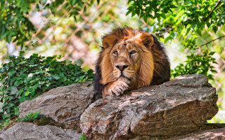 Lion rock forest chainlink digital - a chain link fence free wallpaper