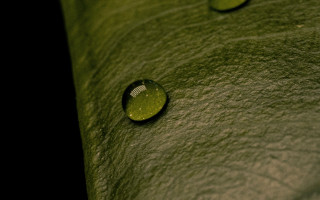 Leaf water drops macro photorealism 7 - a white spot free wallpaper