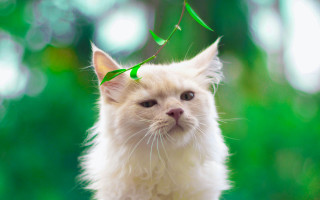 White cat green string moon - dof free wallpaper for desktop