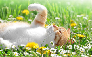 Cat grass daisies sunny nature - sunny day free wallpaper