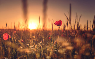 Grass red flower sunset nature - nature free wallpaper