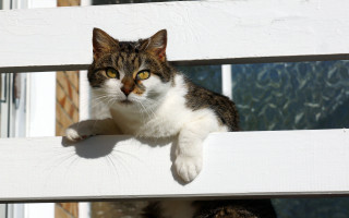 Cat bench window ledge carlos - sharp claw free wallpaper