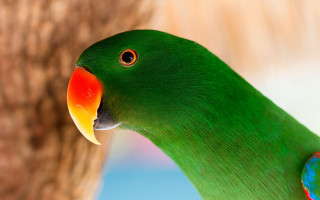Green parrot beak 3d render - beak free wallpaper