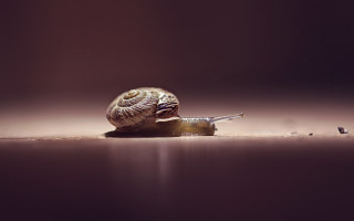 Snail ground dark background macro - a snail free wallpaper