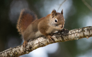 Squirrel surprised tree branch animal - a squirrel free wallpaper