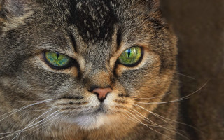 Cat green eyes closeup portrait - green eye free wallpaper for desktop