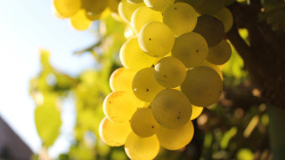 Grapes vineyard blurry background bokeh - de hirsh margule free wallpaper