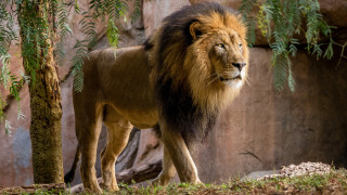Lion zen zoo nature plant - a lion free wallpaper