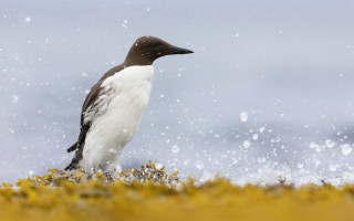 Bird snow rock footprints starry - a rock in the snow free wallpaper