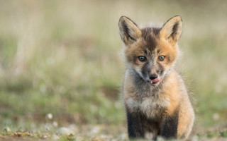 Small fox in grass sad - a small fox free wallpaper
