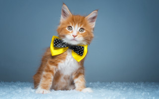 Small kitten yellow bow tie - collar free wallpaper