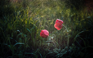 Red flowers grassy field water - two red flower free wallpaper