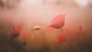 Red flower field grass blurry - soft focus free wallpaper