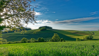 Green field tree hill background - a tree in the middle of it free wallpaper
