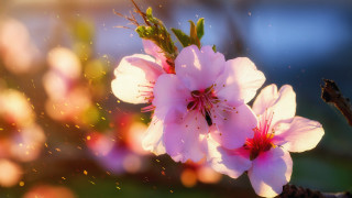 Pink flower bee blurry background - bloom free wallpaper