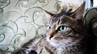 Serious cat couch green eyes - a couch free wallpaper