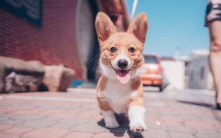 Shiba inu running bokeh blurry - a brick walkway free wallpaper
