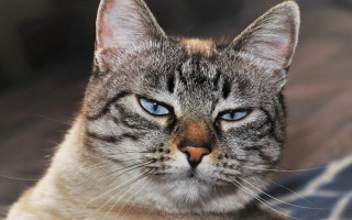 Cat blue eyes sitting on - mannerism free wallpaper