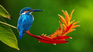Blue bird flower red green - a blue bird free wallpaper