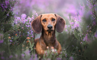 Sad dog flower field portrait - renaissance free wallpaper