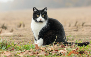 Black cat serious focus field - cat free wallpaper for desktop