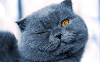 Gray cat yellow eyes sad 2 - a gray cat free wallpaper for desktop