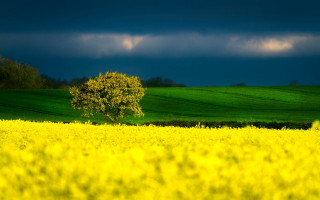 Lone tree field yellow flowers - moody free wallpaper