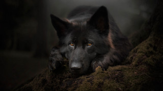 Black dog blue eyes mossy - the dark forest free wallpaper
