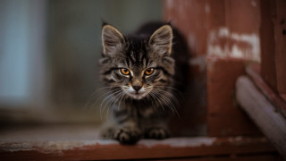 Small kitten sad look wooden - dave melvin free wallpaper